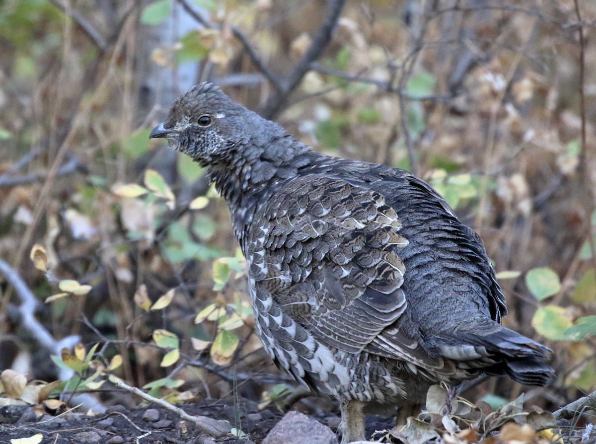 Dusky Grouse - ML115756591