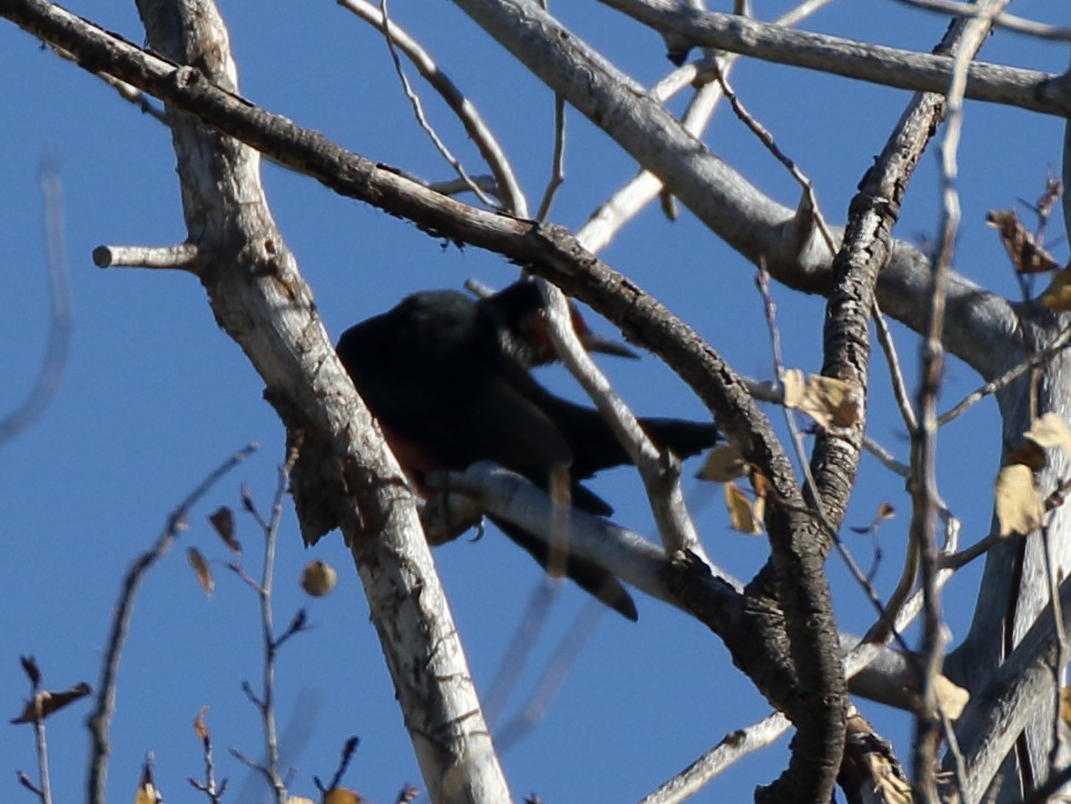 Lewis's Woodpecker - ML115756771