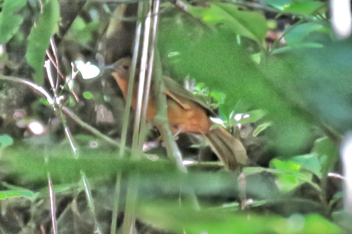 Red-throated Ant-Tanager - ML115756781