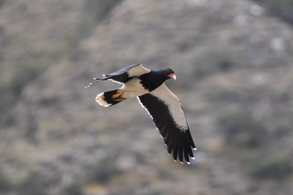 Mountain Caracara - ML115757921