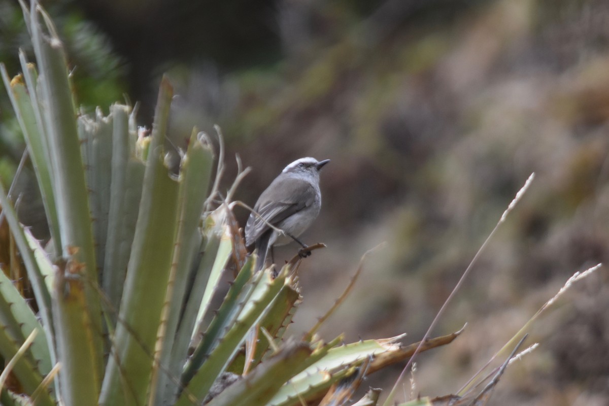 Pitajo Gris - ML115758591