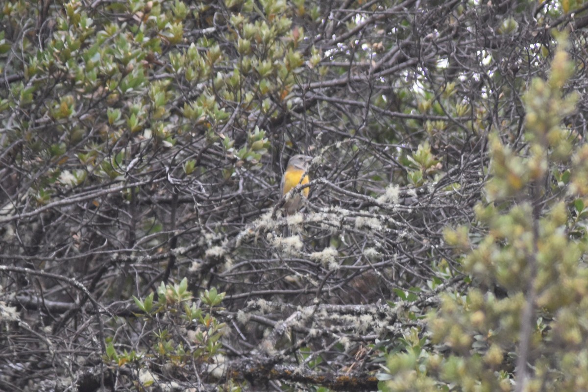 Peruvian Sierra Finch - ML115758671