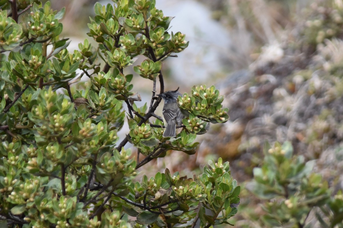 Tufted Tit-Tyrant - ML115758751