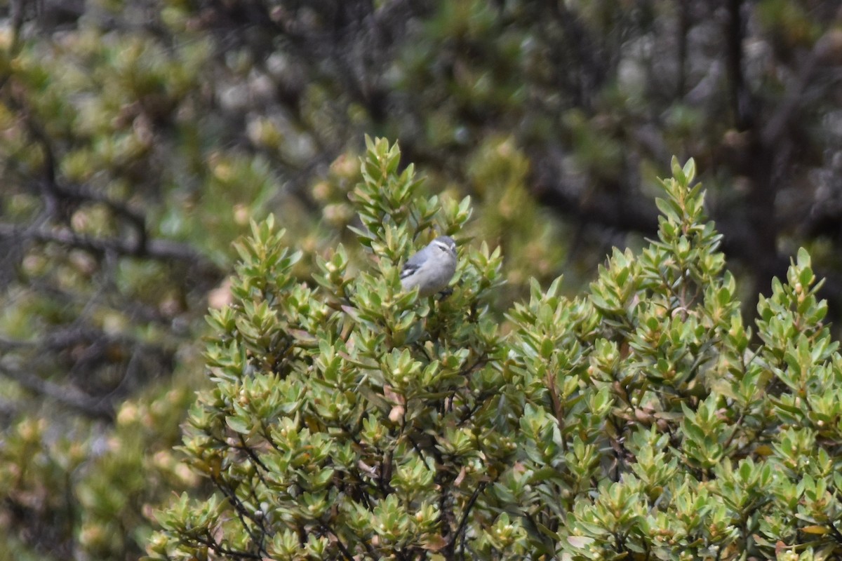 Cinereous Conebill - John Patten Moss