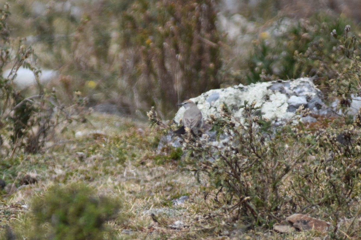 Rufous-naped Ground-Tyrant - ML115758921