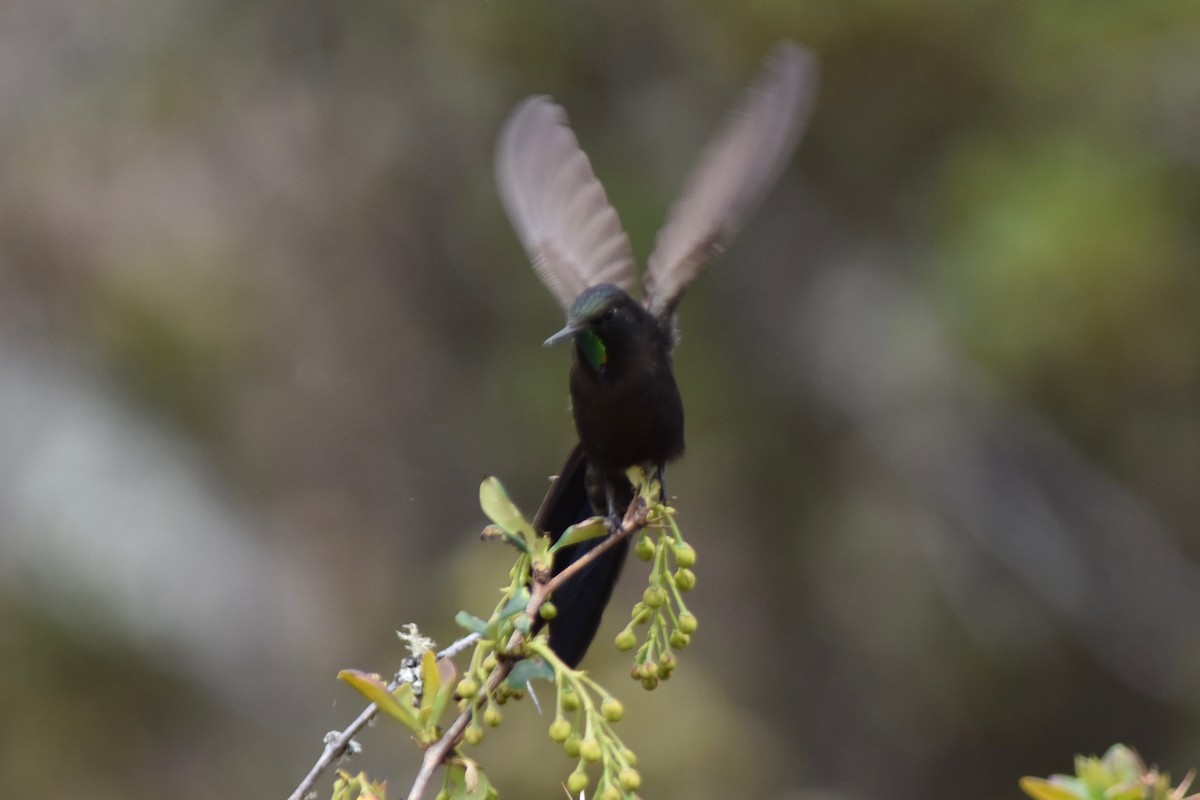 Blue-mantled Thornbill - ML115759361