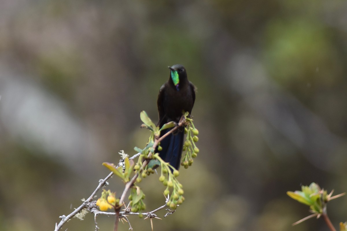 koboltnålkolibri - ML115759371