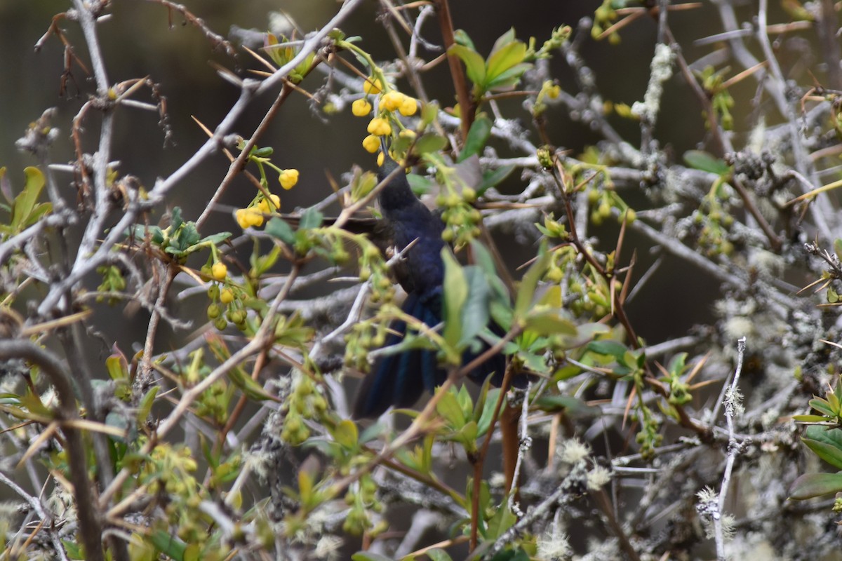 kolibřík modropláštíkový - ML115759381