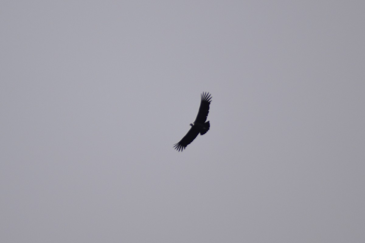 Andean Condor - John Patten Moss