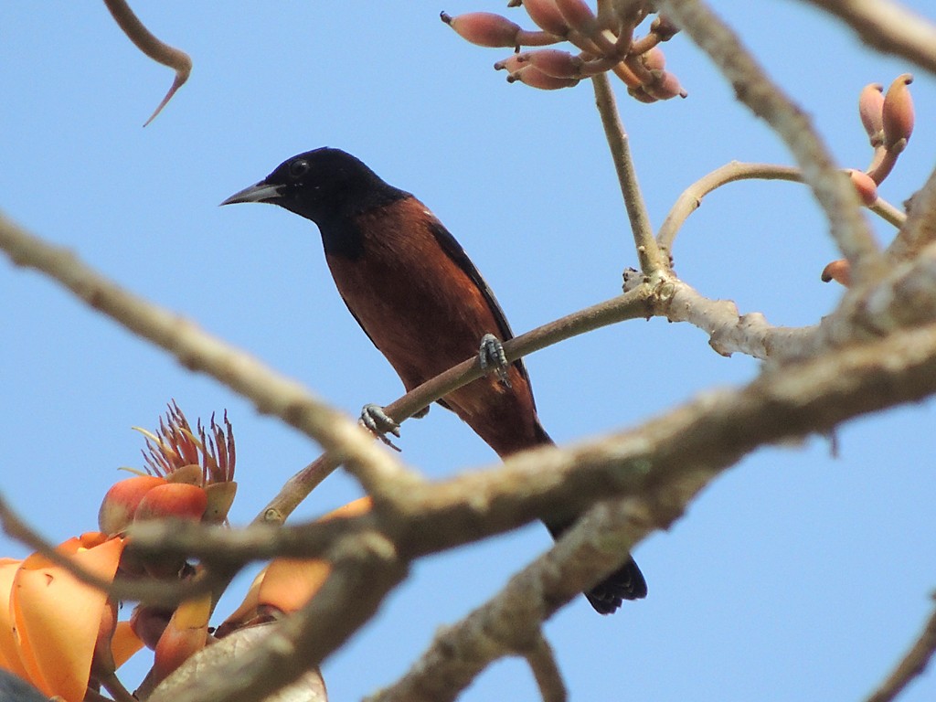 Turpial Castaño - ML115760771