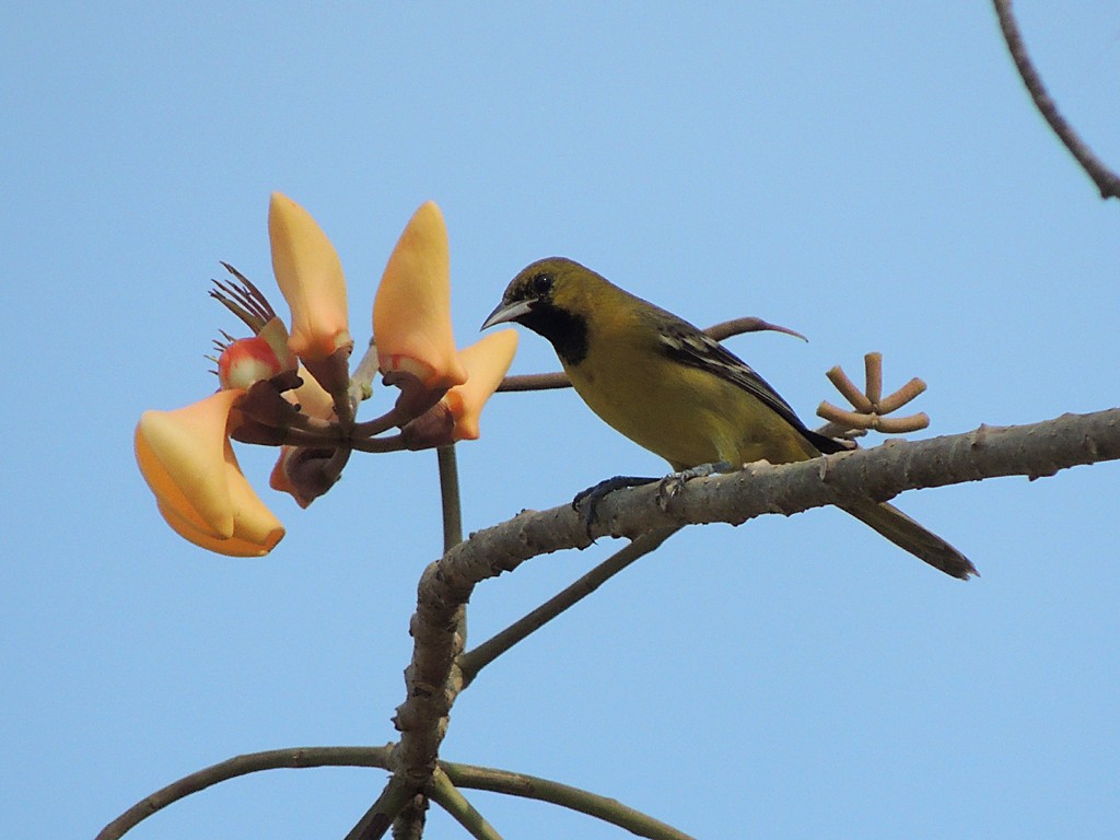 Orchard Oriole - Richard Garrigues