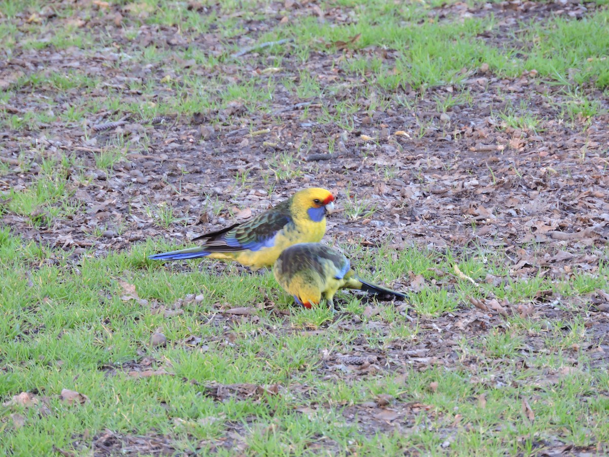 Green Rosella - ML115763871