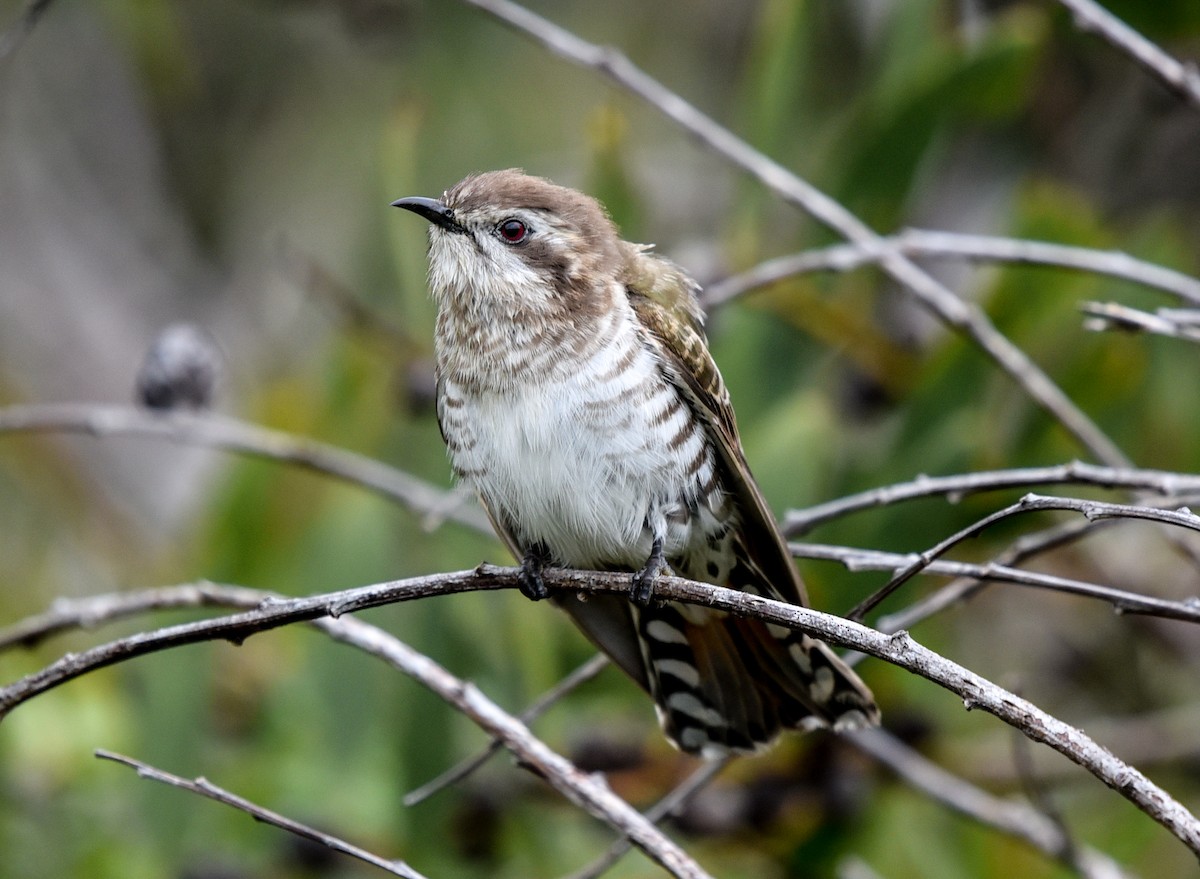 Horsfield's Bronze-Cuckoo - ML115764361