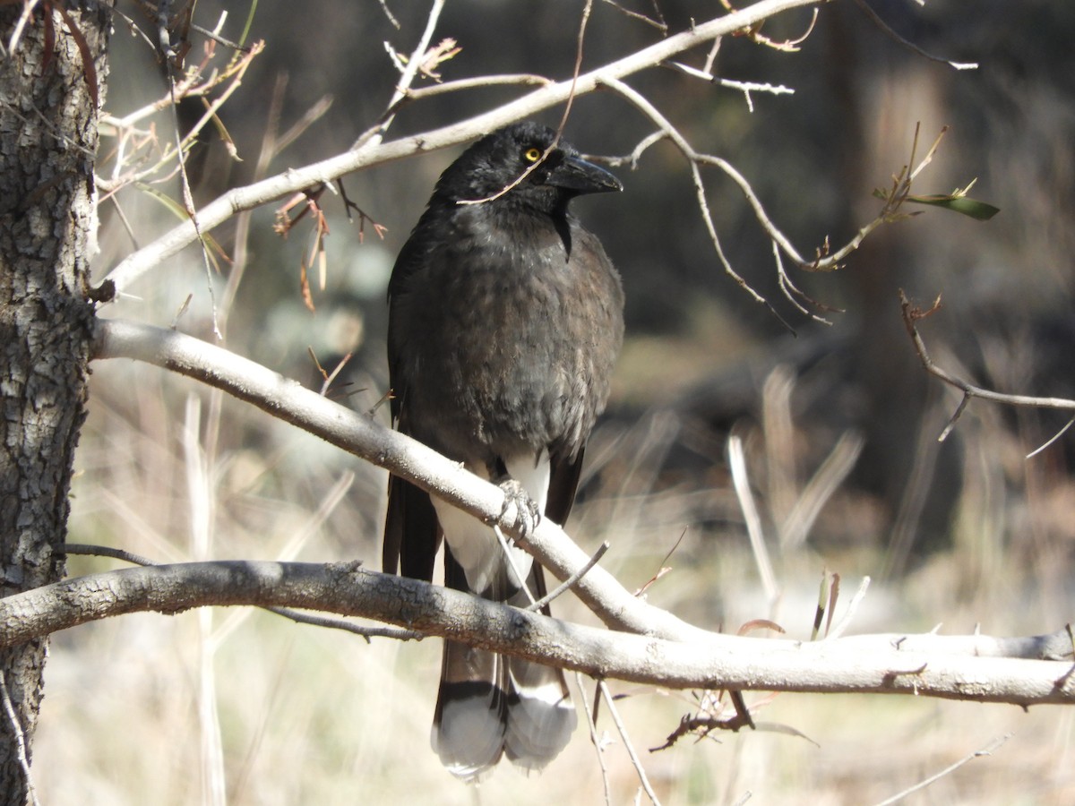 Pied Currawong - ML115764611