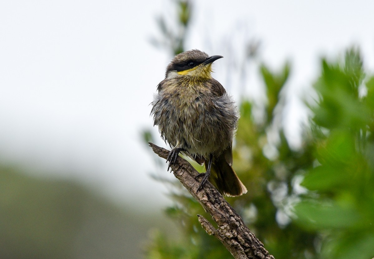 Singing Honeyeater - ML115764761