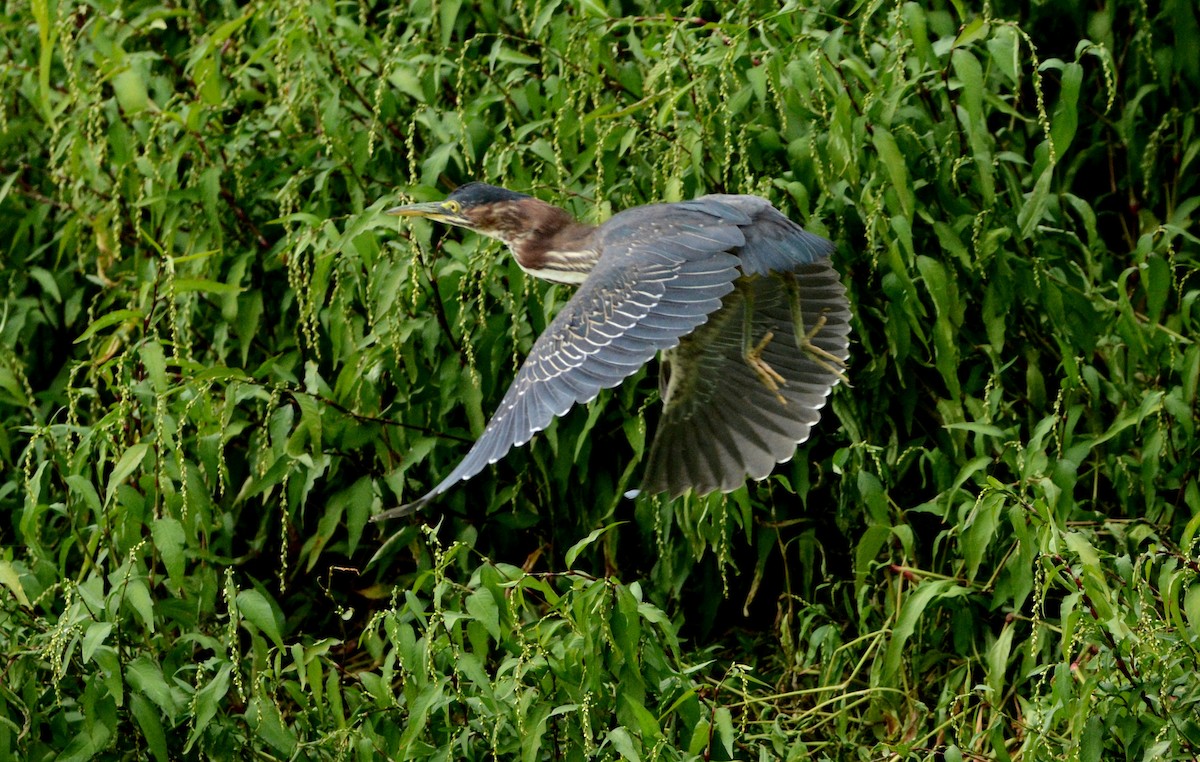 Green Heron - Mark  Ludwick