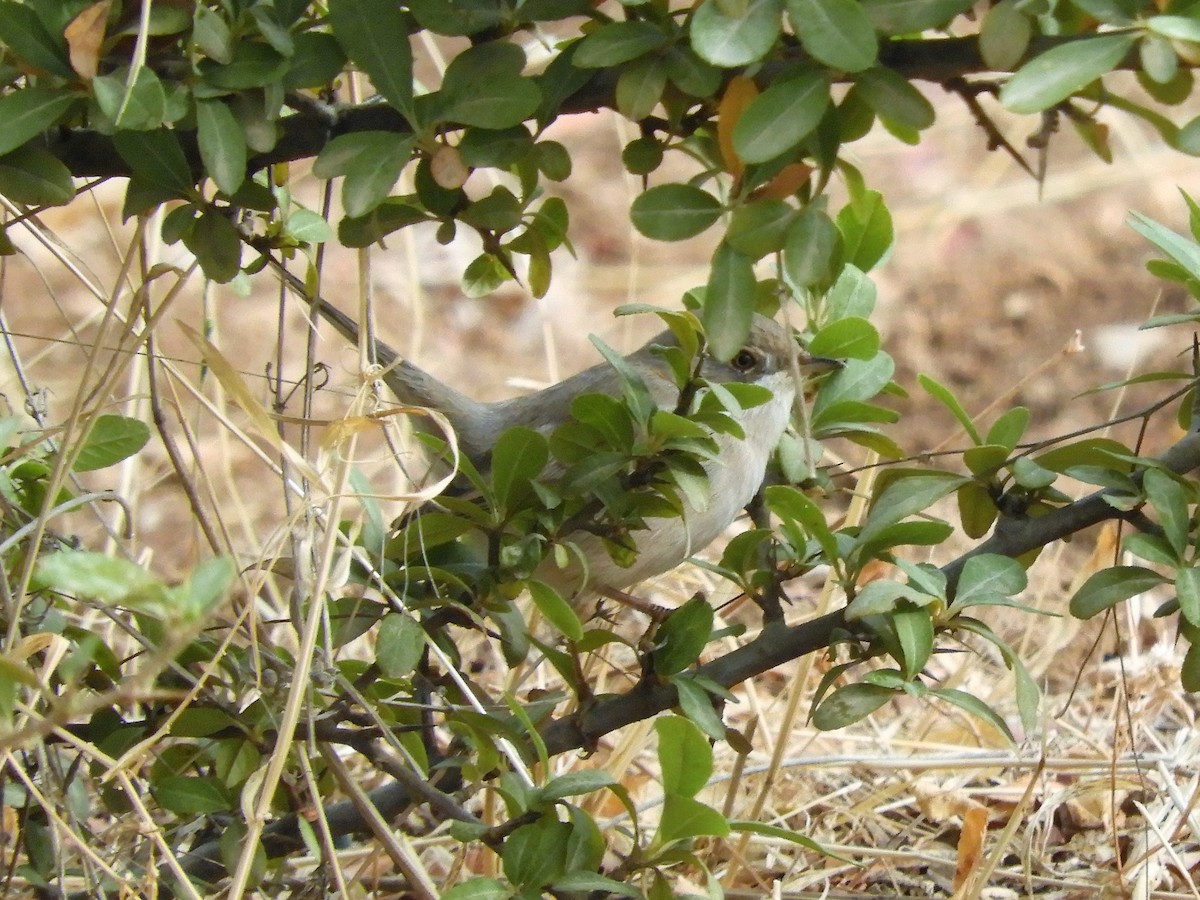 Menetries's Warbler - ML115765071