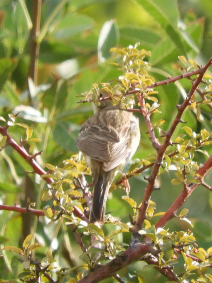 Black-headed Bunting - ML115765101