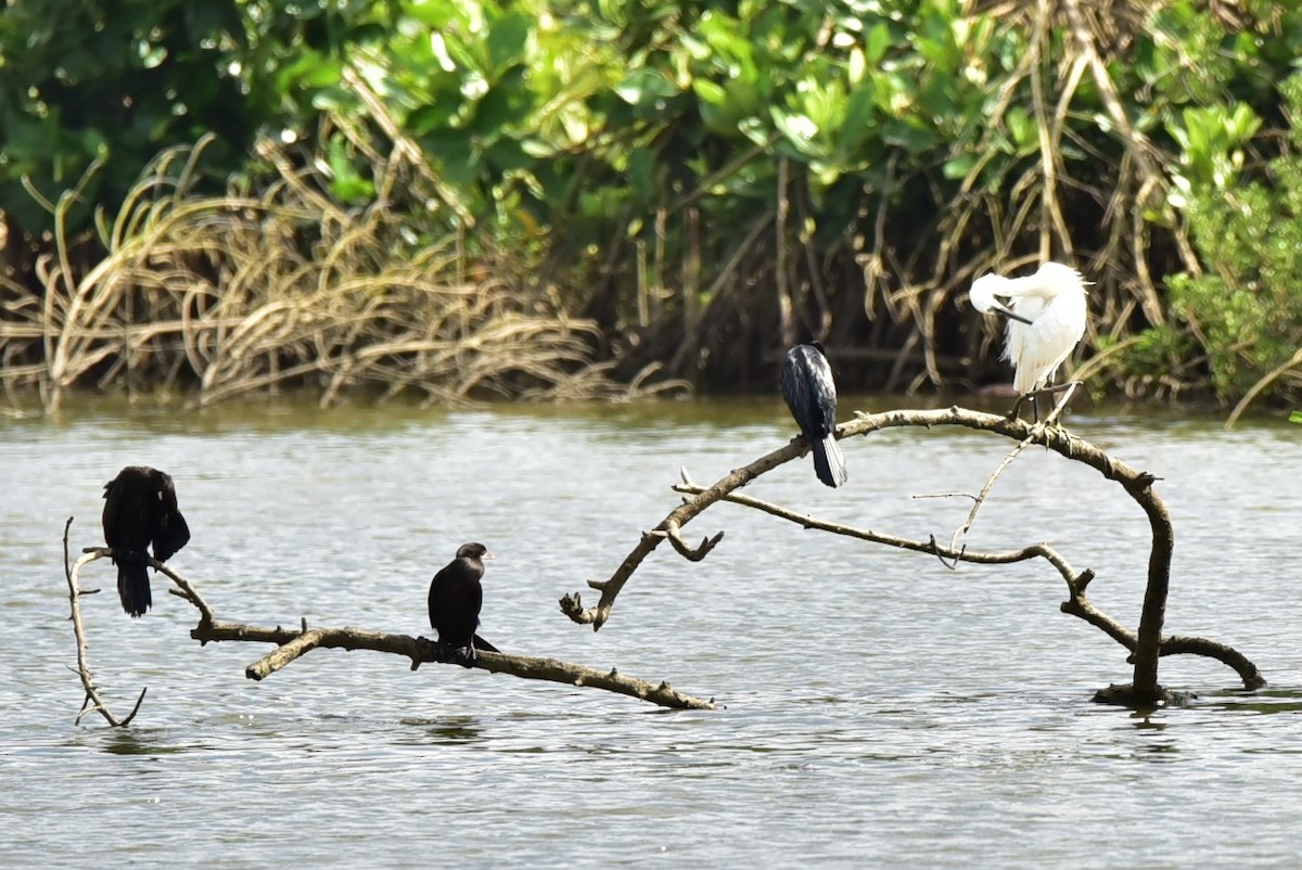 Little Cormorant - Sajeev Krishnan