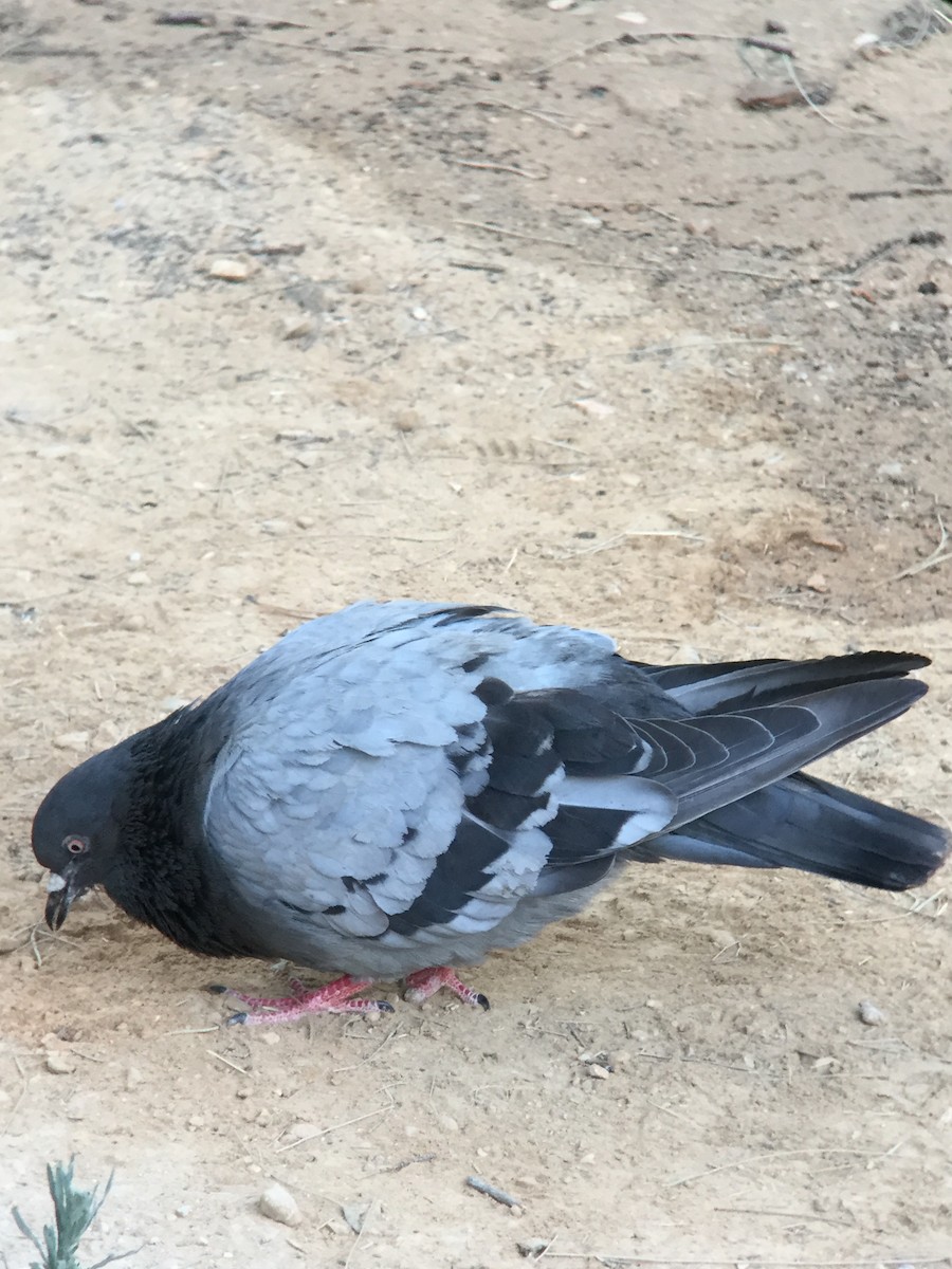 Rock Pigeon (Feral Pigeon) - ML115766671