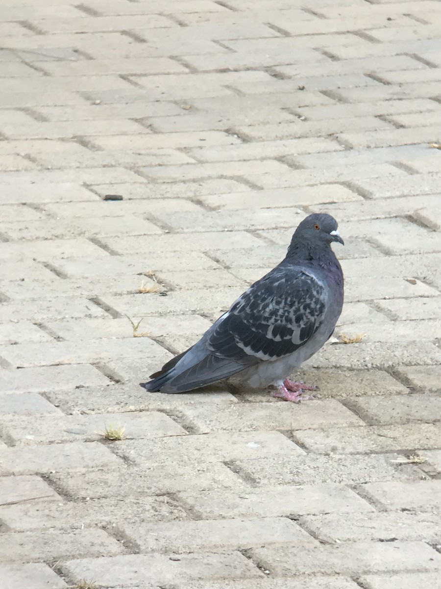 Rock Pigeon (Feral Pigeon) - ML115766731