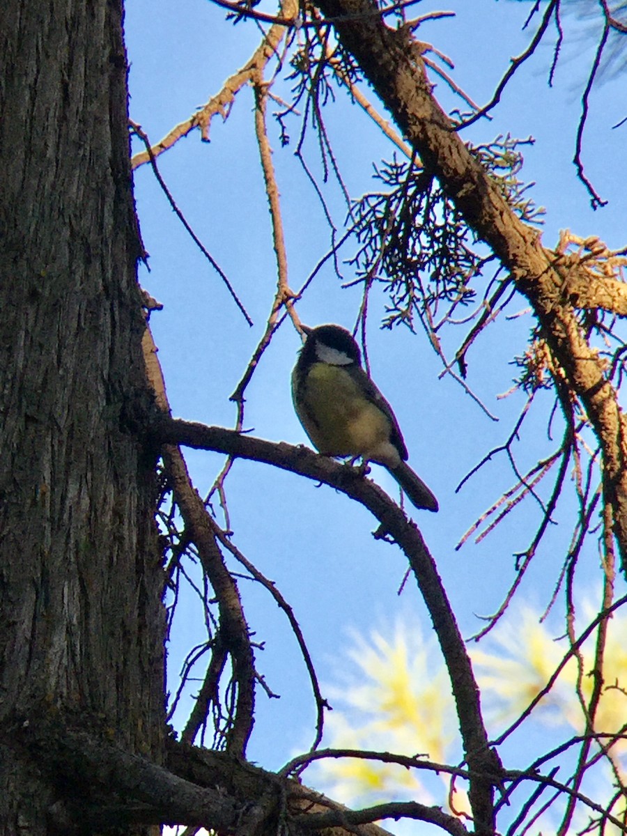 Great Tit - ML115766861