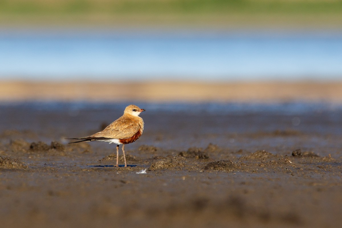 Australian Pratincole - ML115766871