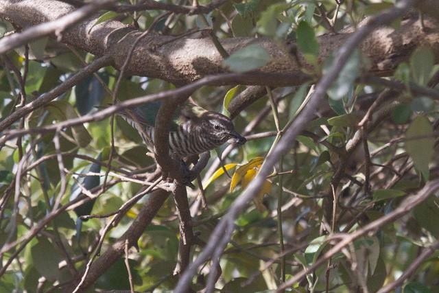 Shining Bronze-Cuckoo - ML115767561