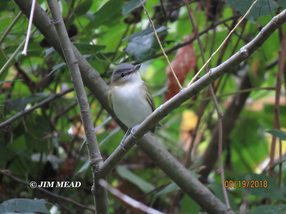 Red-eyed Vireo - Jim Mead