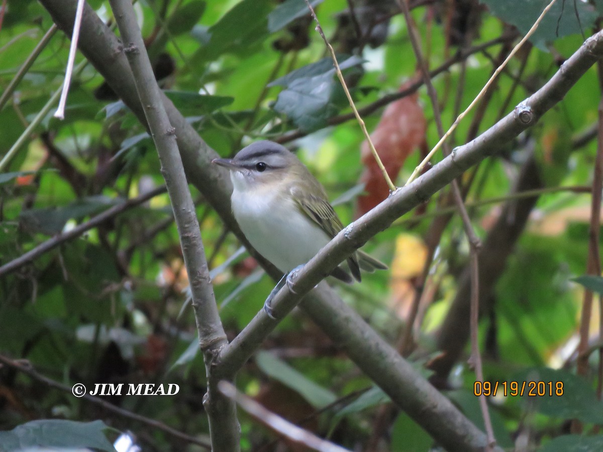 Red-eyed Vireo - Jim Mead