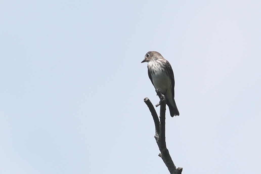 Gray-streaked Flycatcher - ML115769081