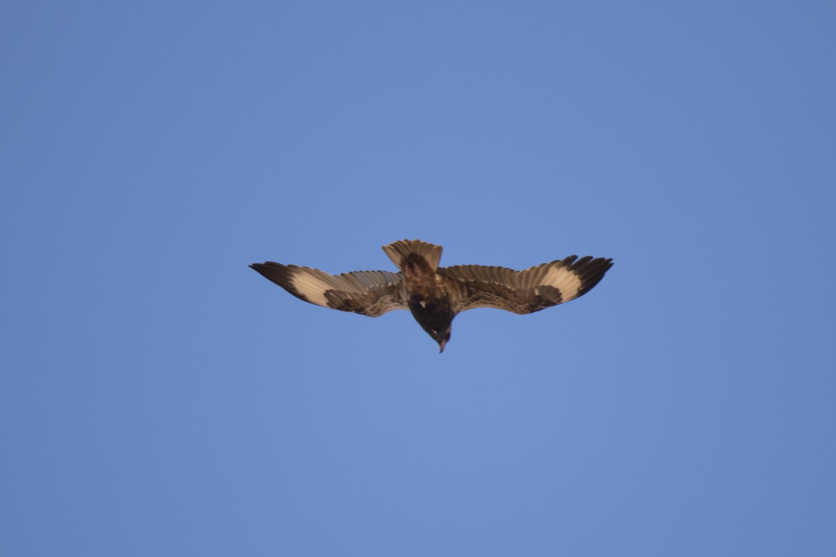 Black-breasted Kite - ML115770291