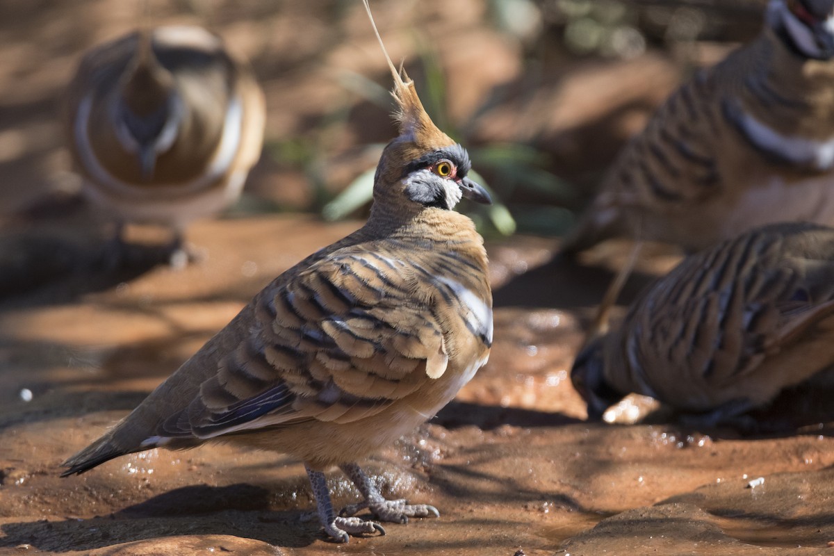 Spinifex Pigeon - ML115770301