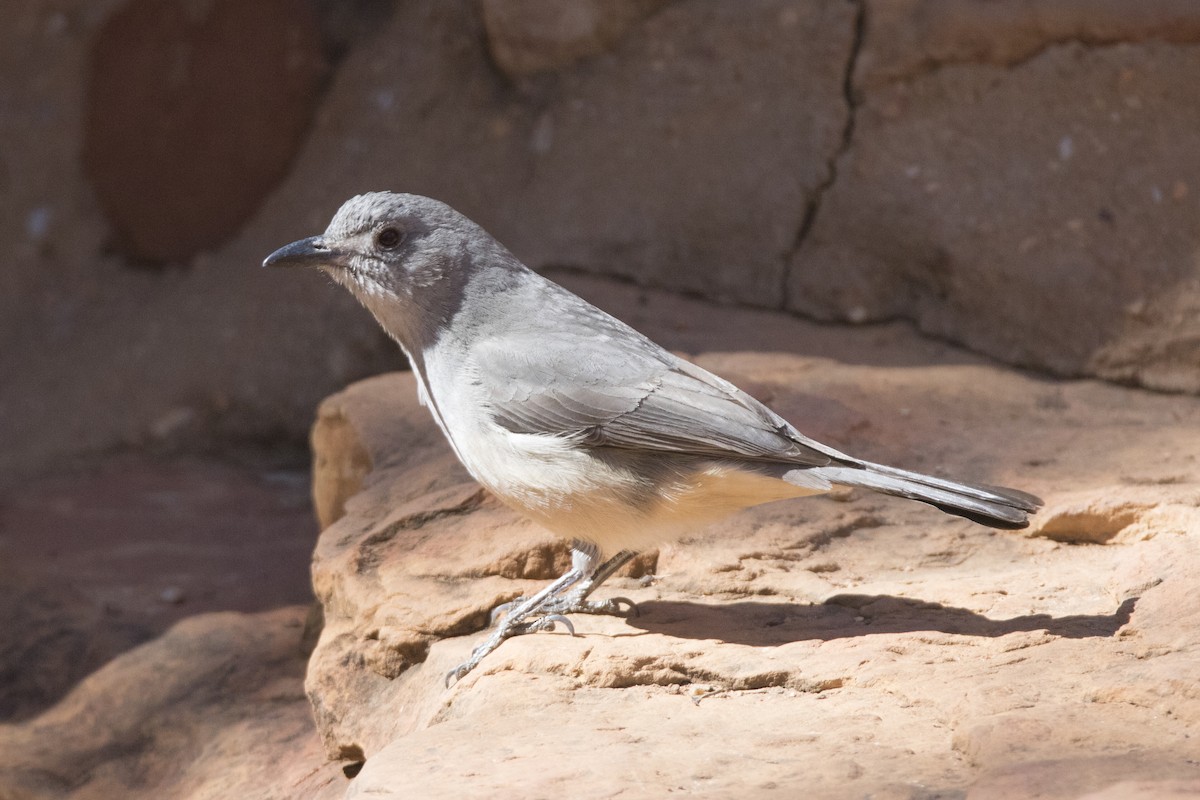 Gray Shrikethrush - ML115770371