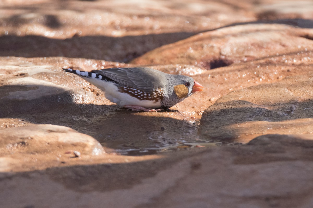 Zebra Finch - ML115770411