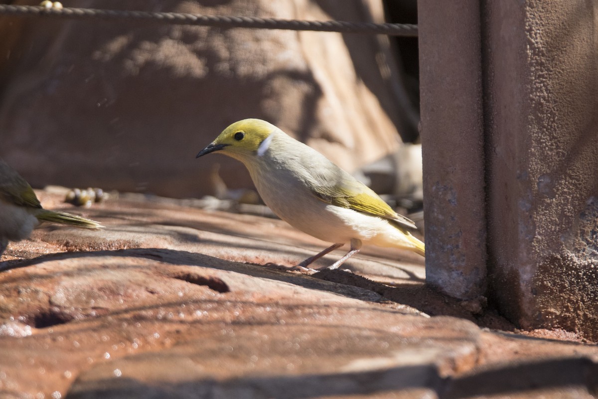 White-plumed Honeyeater - ML115770431