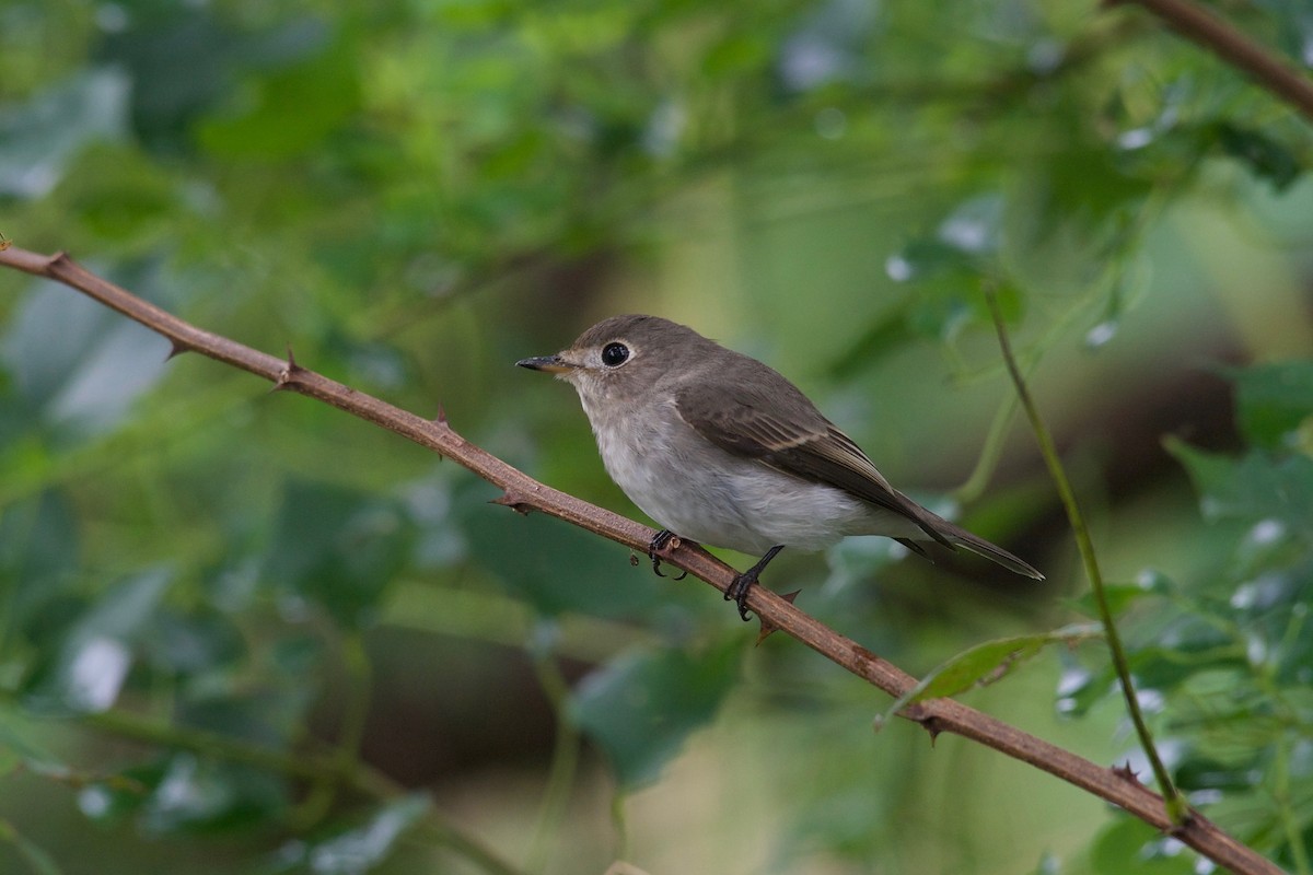 Asian Brown Flycatcher - Yasuhiko Komatsu