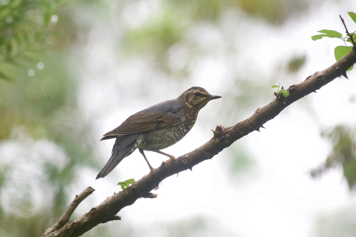 Siberian Thrush - Yasuhiko Komatsu