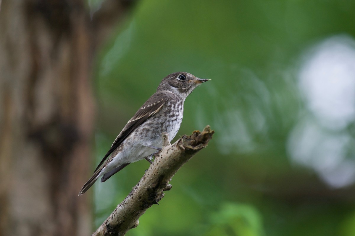 Gray-streaked Flycatcher - Yasuhiko Komatsu