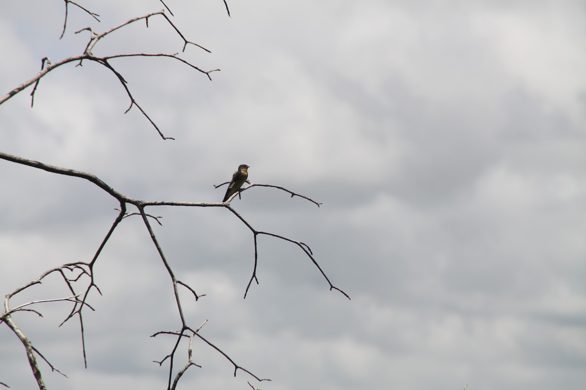 Southern Rough-winged Swallow - ML115770831