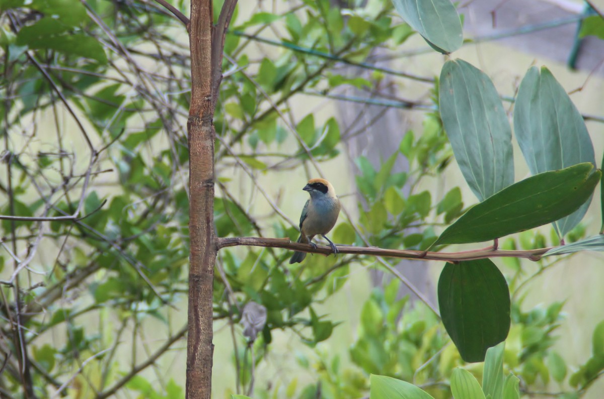 Burnished-buff Tanager - ML115770941