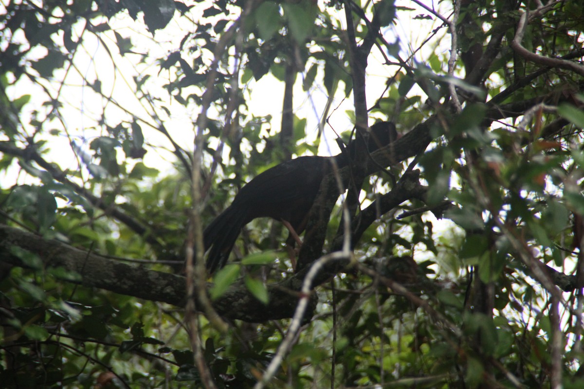 Crestless Curassow - ML115771541