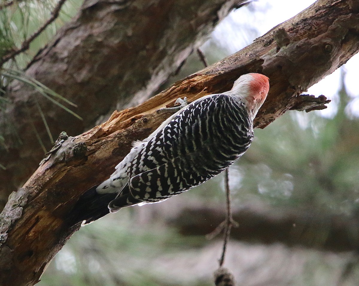 Red-bellied Woodpecker - Lori White