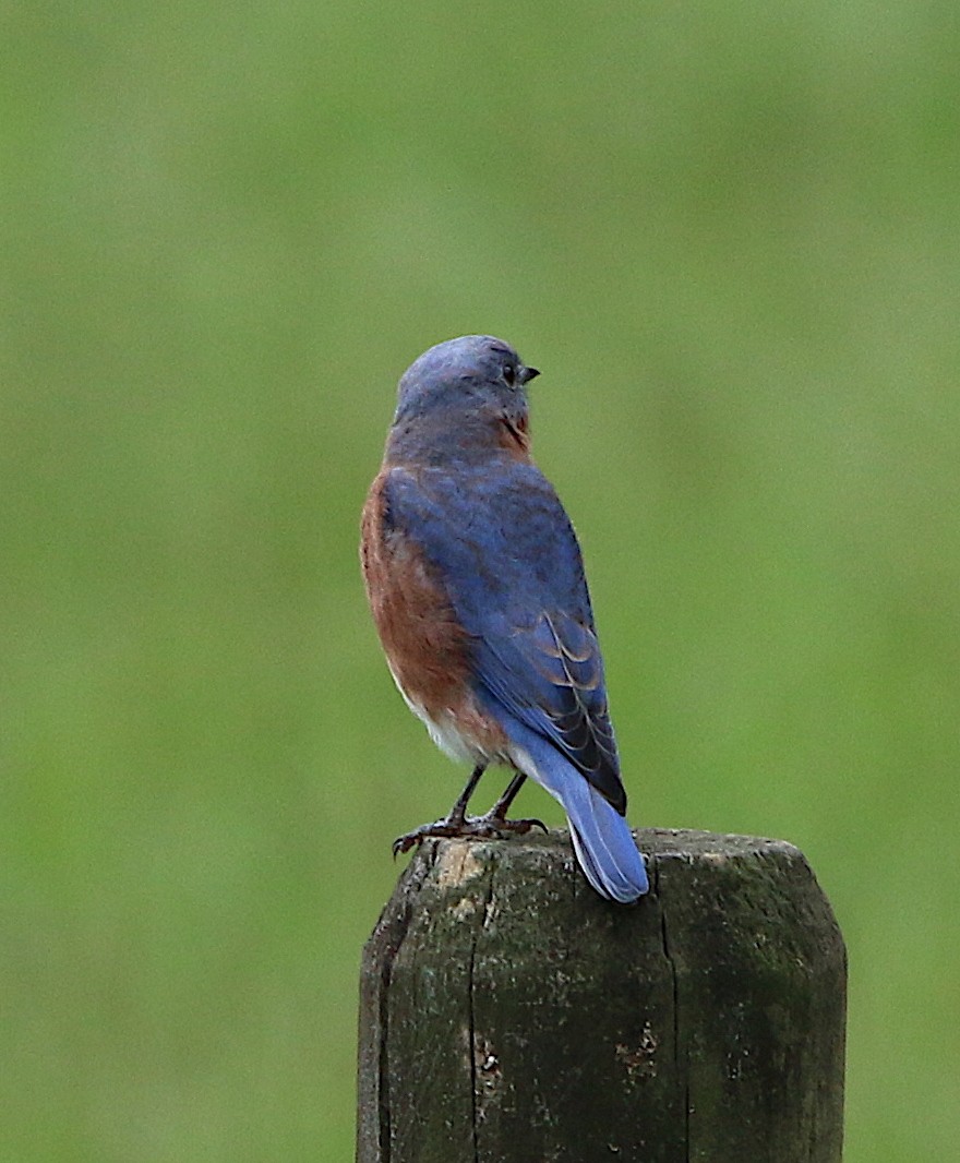 Eastern Bluebird - ML115772081
