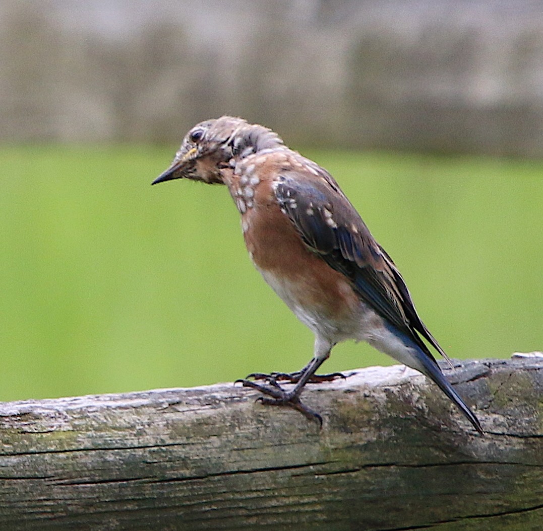 Eastern Bluebird - ML115772101
