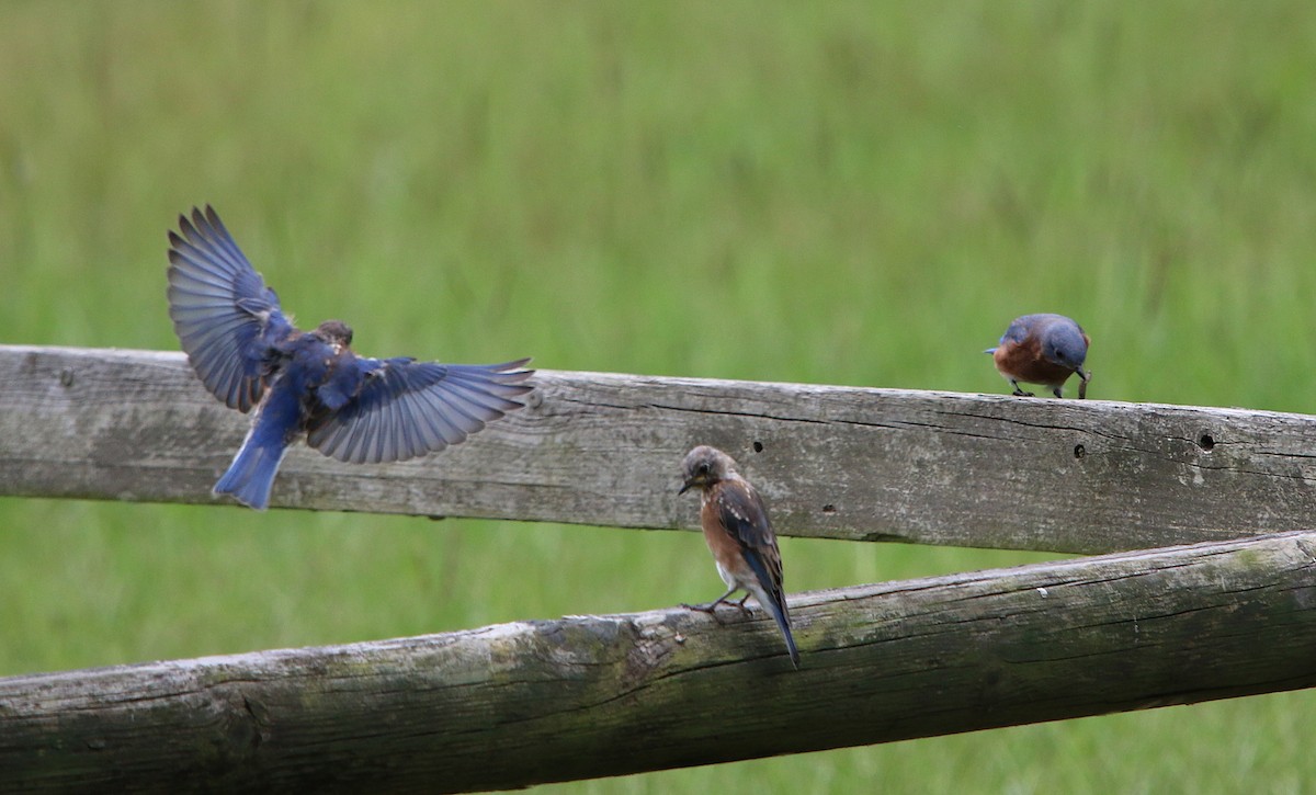 Eastern Bluebird - ML115772131