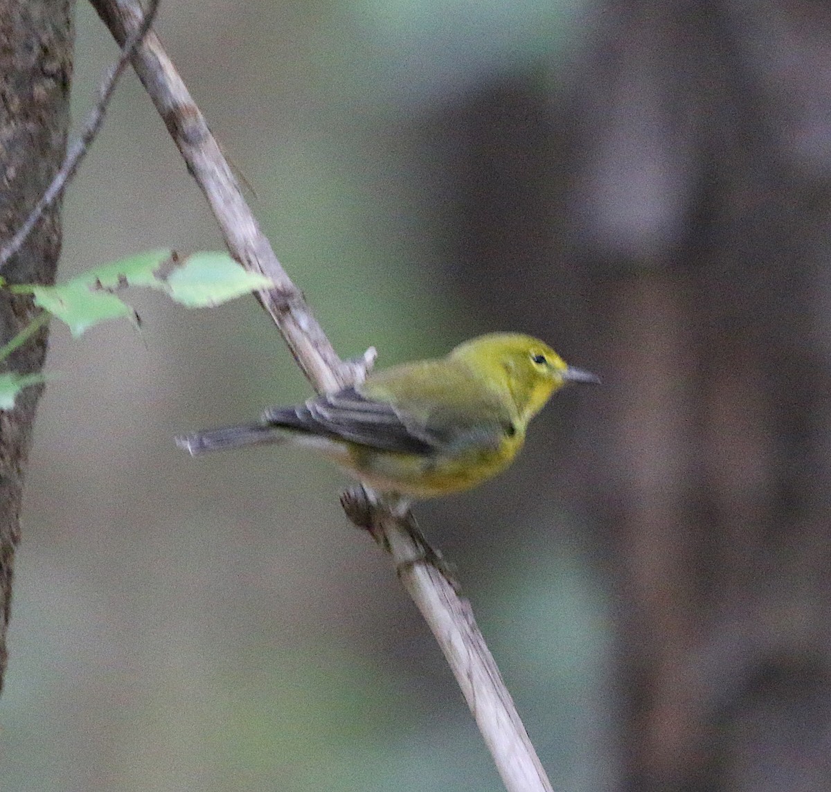 Pine Warbler - ML115772201