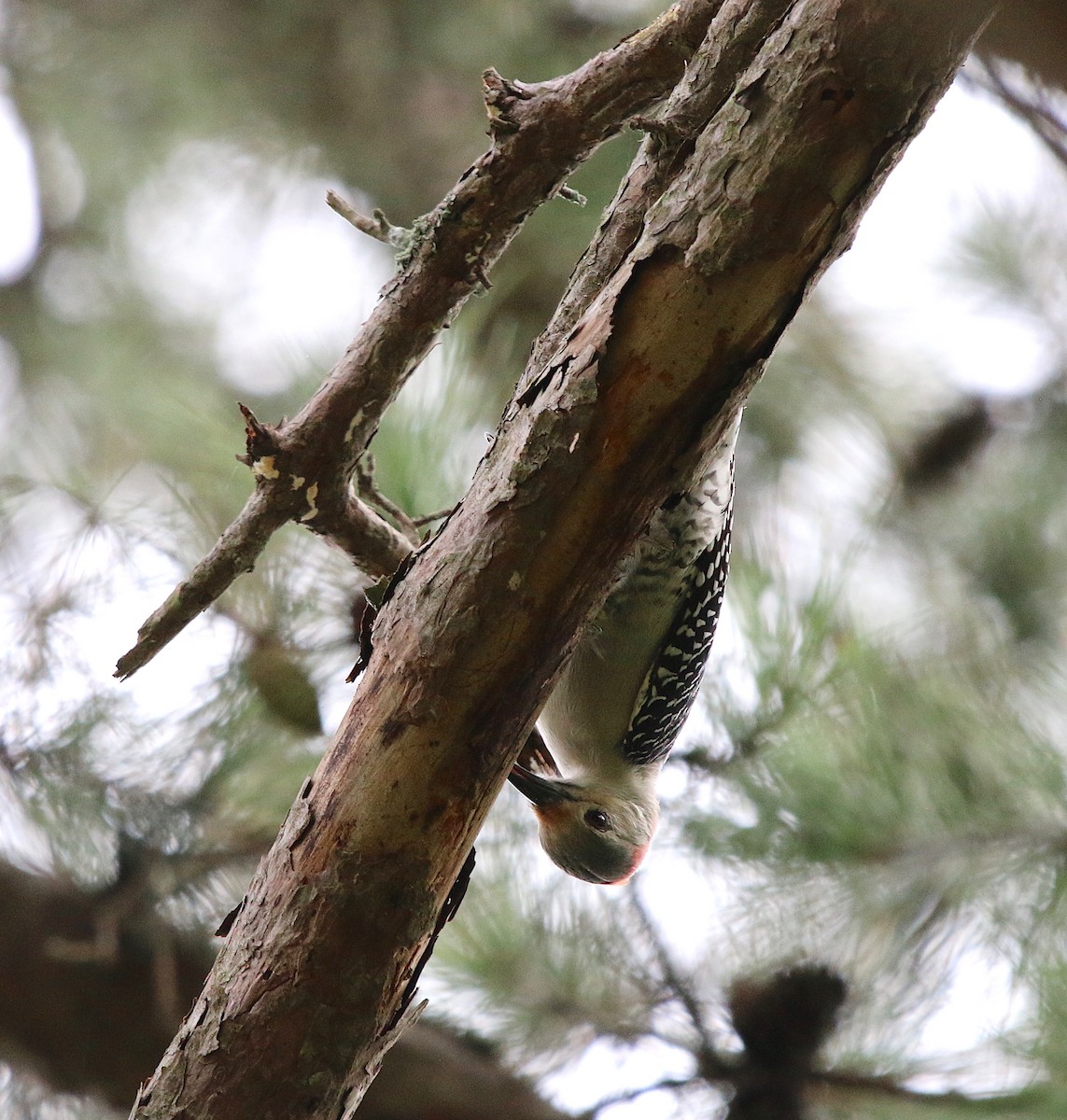 Red-bellied Woodpecker - ML115772301