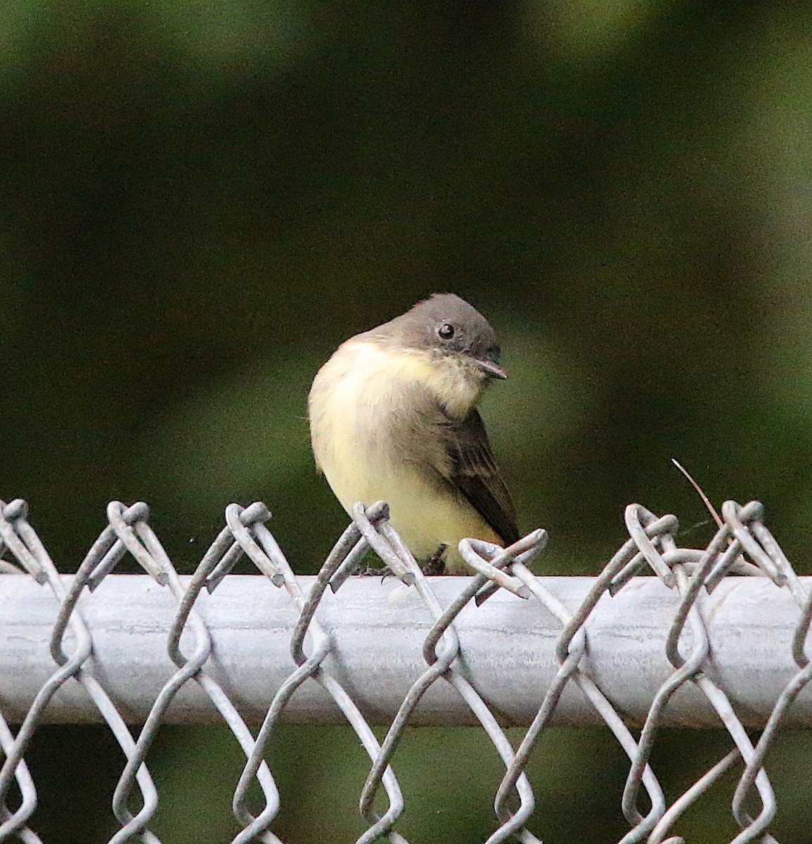 Eastern Phoebe - ML115772311