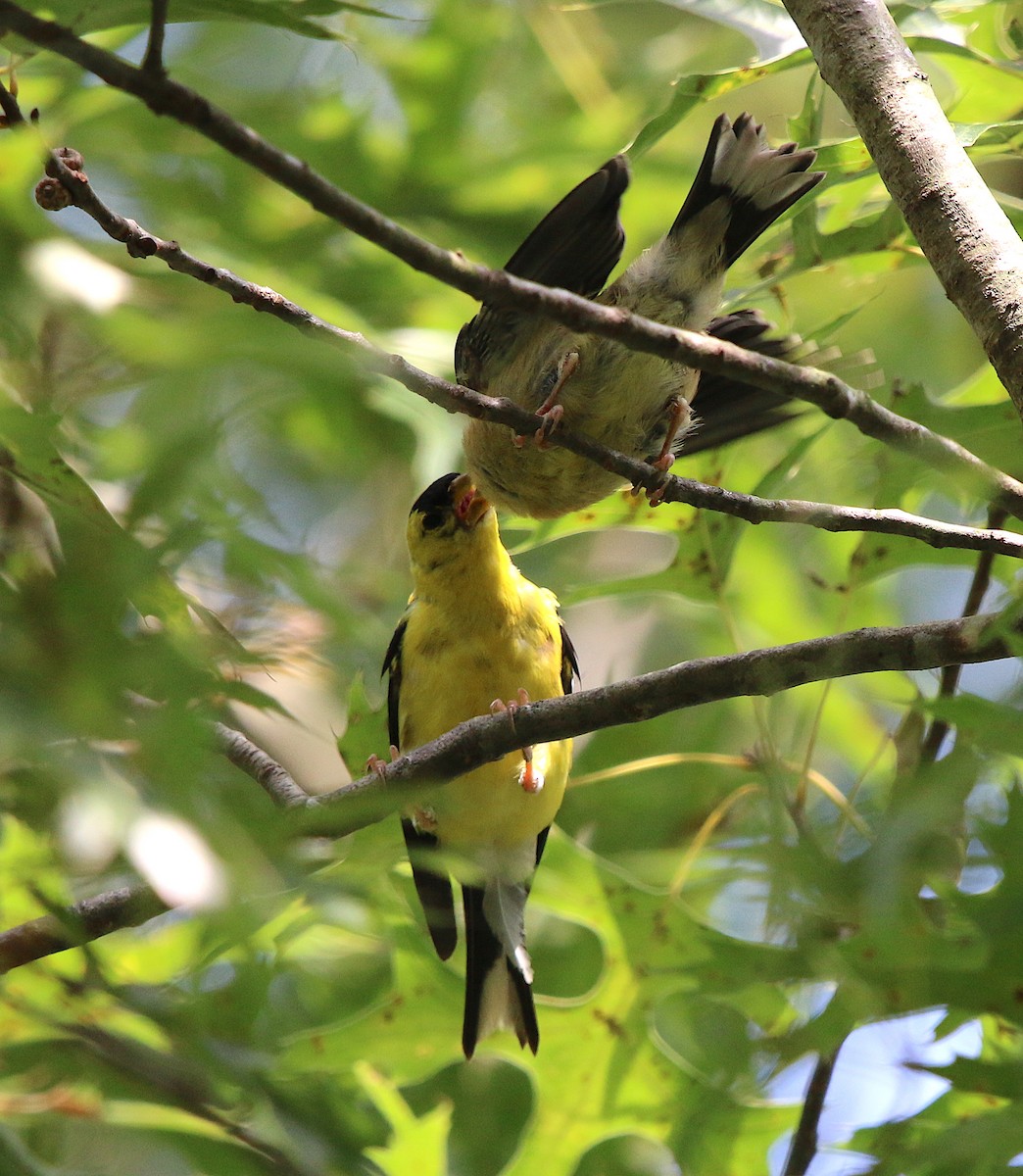 American Goldfinch - ML115772351